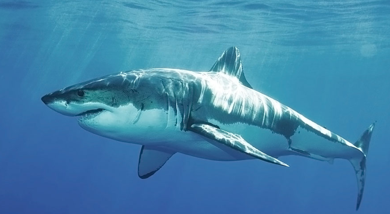 Köpek balığının saldırısına uğrayan sörfçü hayatını kaybetti